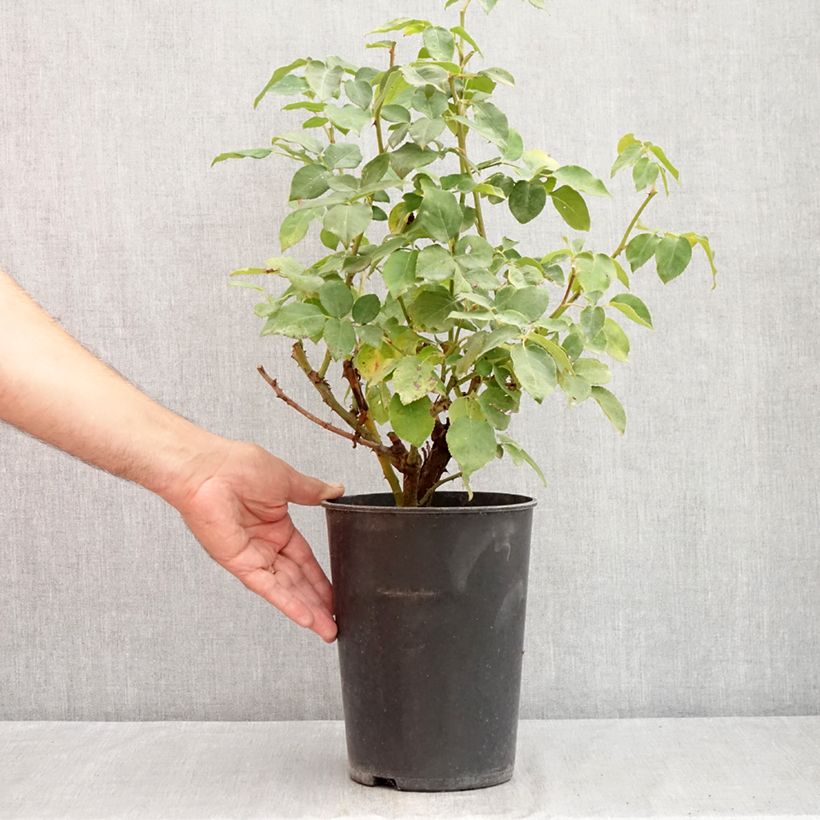 Ejemplar de Rosal Compassion - Rosal trepador Maceta 4L/5L entregado en verano