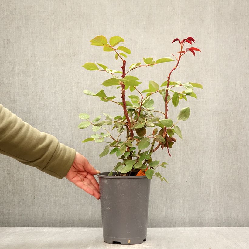 Rosal Botero - Rosal trepador Maceta 4L/5L Ejemplar entregado en la primavera