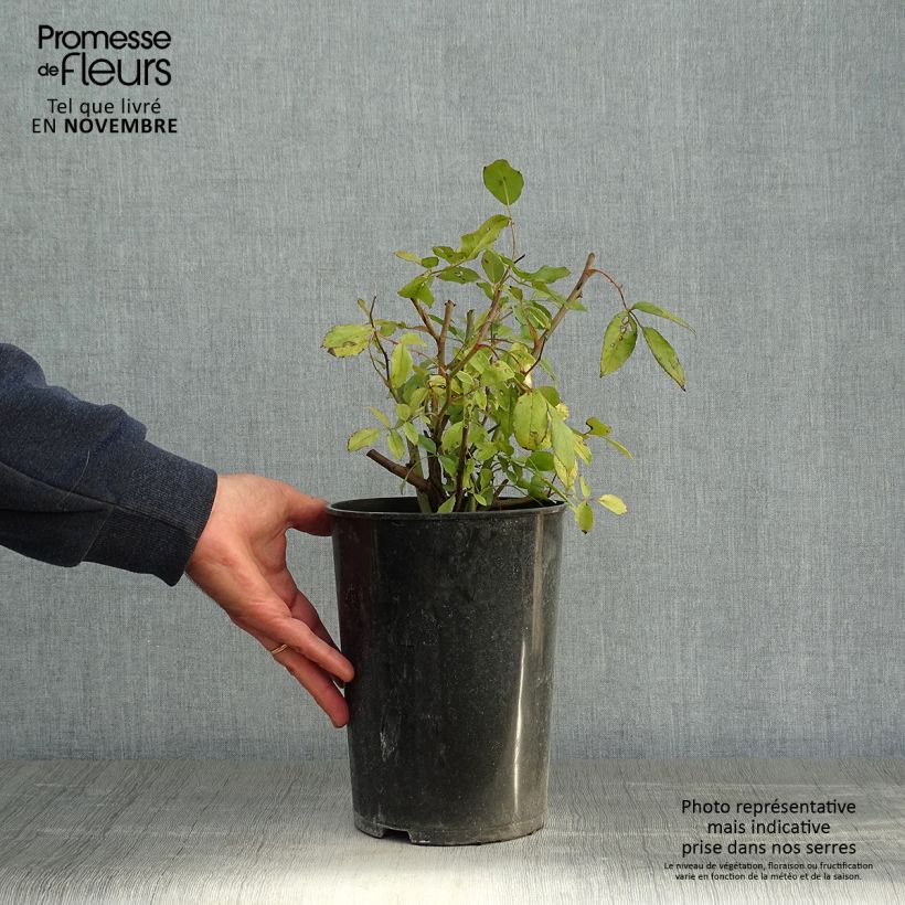 Ejemplar de Rosal polyantha Cecile Brunner - Rosal trepador Maceta 4L/5L entregado en otoño