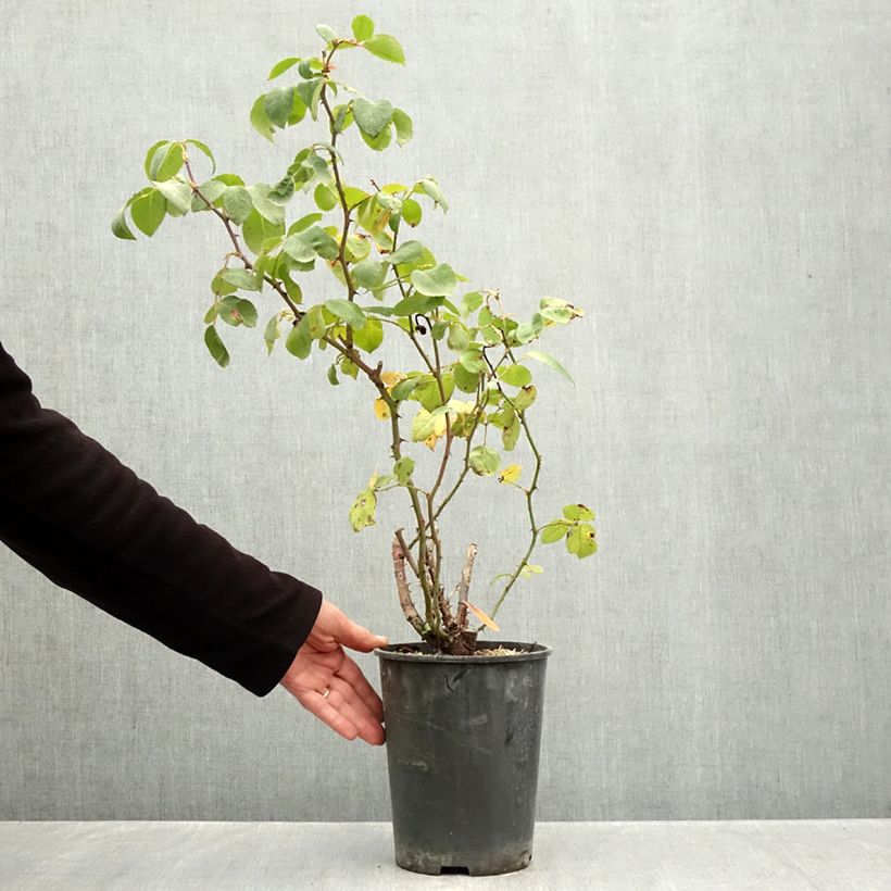 Ejemplar de Rosal Cherry Explosion - Rosal trepador Maceta 4L/5L entregado en otoño