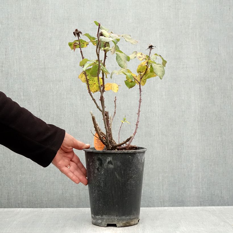 Ejemplar de Rosal Christophe Colomb - Rosal trepador Maceta 4L/5L entregado en otoño