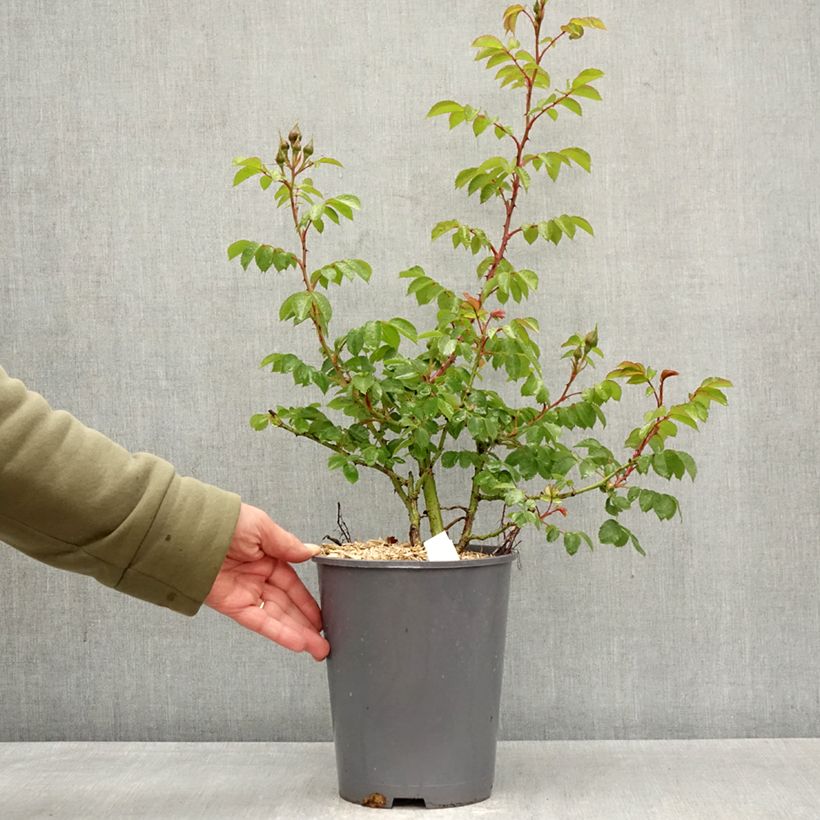 Rosal Climbing Max Bajazzo - Rosal trepador Maceta 3L/4L Ejemplar entregado en la primavera