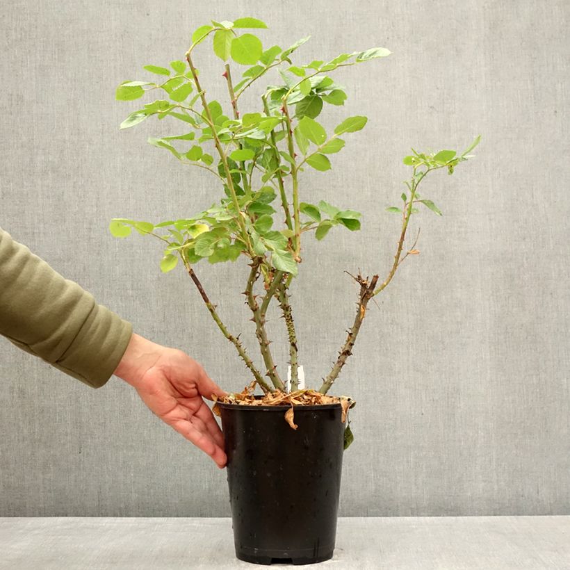 Rosal Climbing Max Golden Gate - Rosal trepador Maceta 4L/5L Ejemplar entregado en la primavera