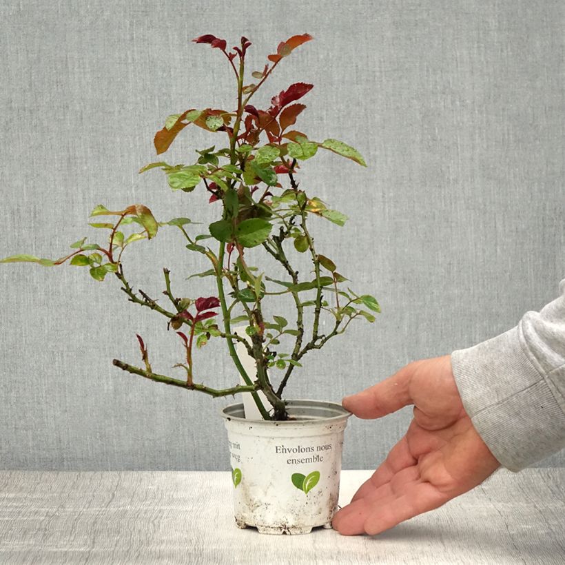 Rosal Cocktail - Rosal trepador Maceta de 10 cm/11 cm Ejemplar entregado en la primavera