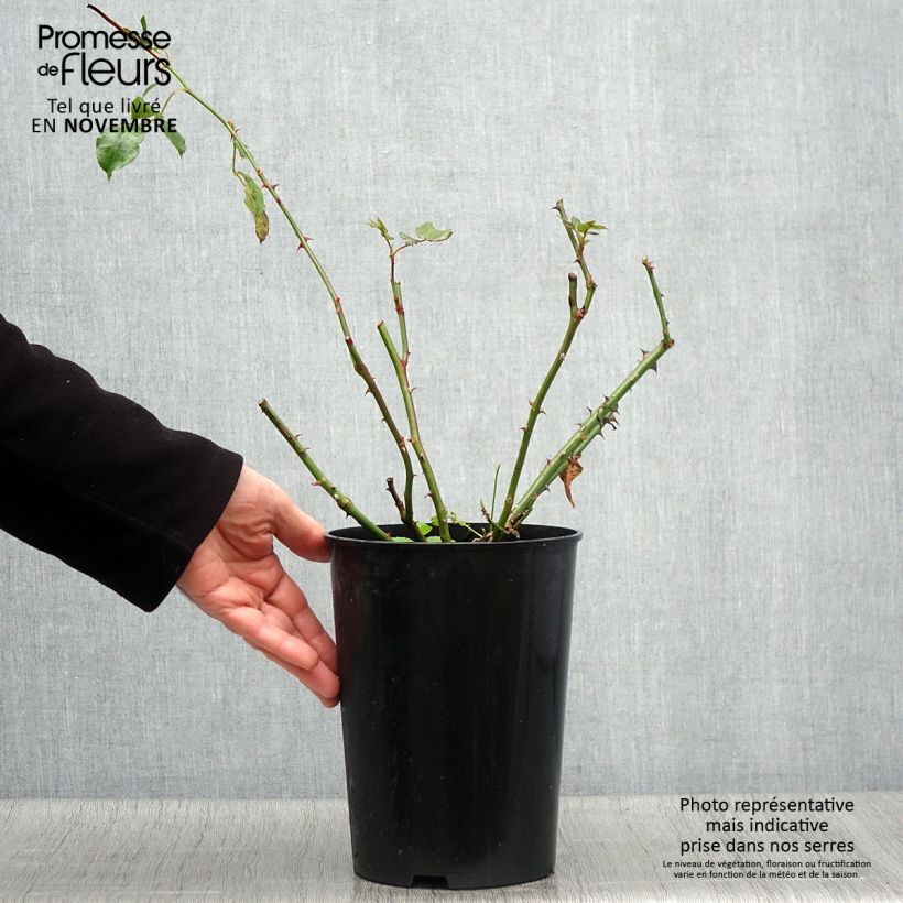 Ejemplar de Rosal Coral Dawn - Rosal trepador Maceta 4L/5L entregado en otoño