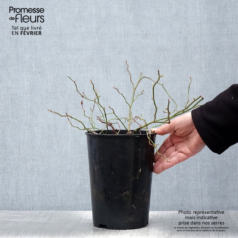 Rosal Crimson Shower - Rosal trepador Maceta 3L/4L Ejemplar entregado en invierno