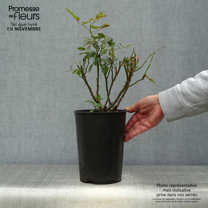 Ejemplar de Rosal Cyclamen Pierre de Ronsard - Rosal trepador Maceta 4L/5L entregado en otoño
