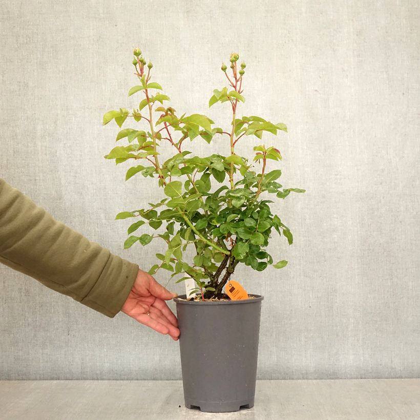Rosal David Hockney - Rosal trepador Maceta 4L/5L Ejemplar entregado en la primavera