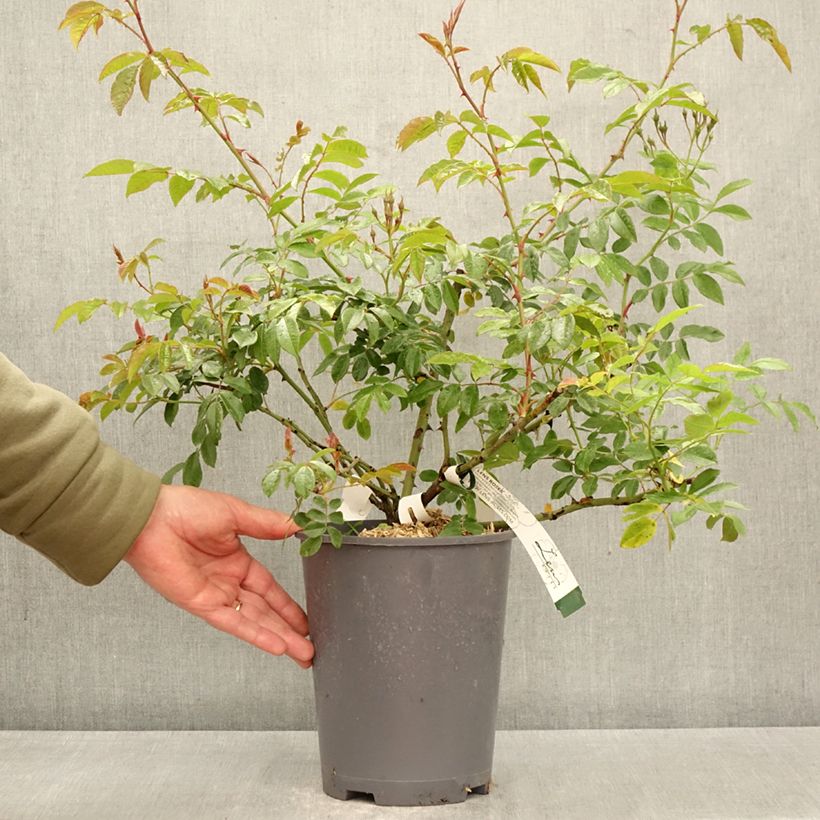 Rosal Dentelle de Malines lenfiro - Rosal trepador Maceta 4L/5L Ejemplar entregado en la primavera
