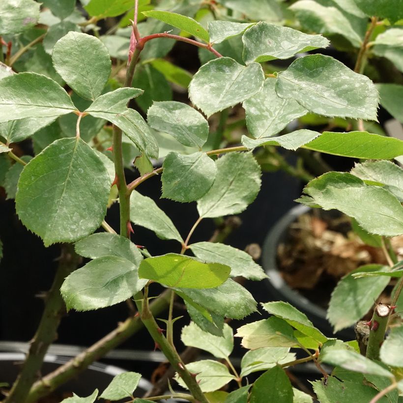 Rosal Dentelle de Malines lenfiro - Rosal trepador (Follaje)