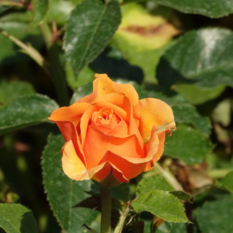 Rosal Disting'O Orange (Floración)