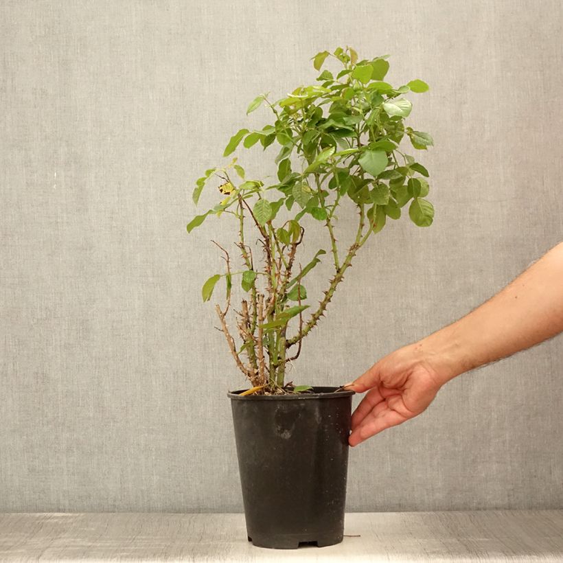 Ejemplar de Rosal Disting'O Orange Maceta 4L/5L entregado en verano