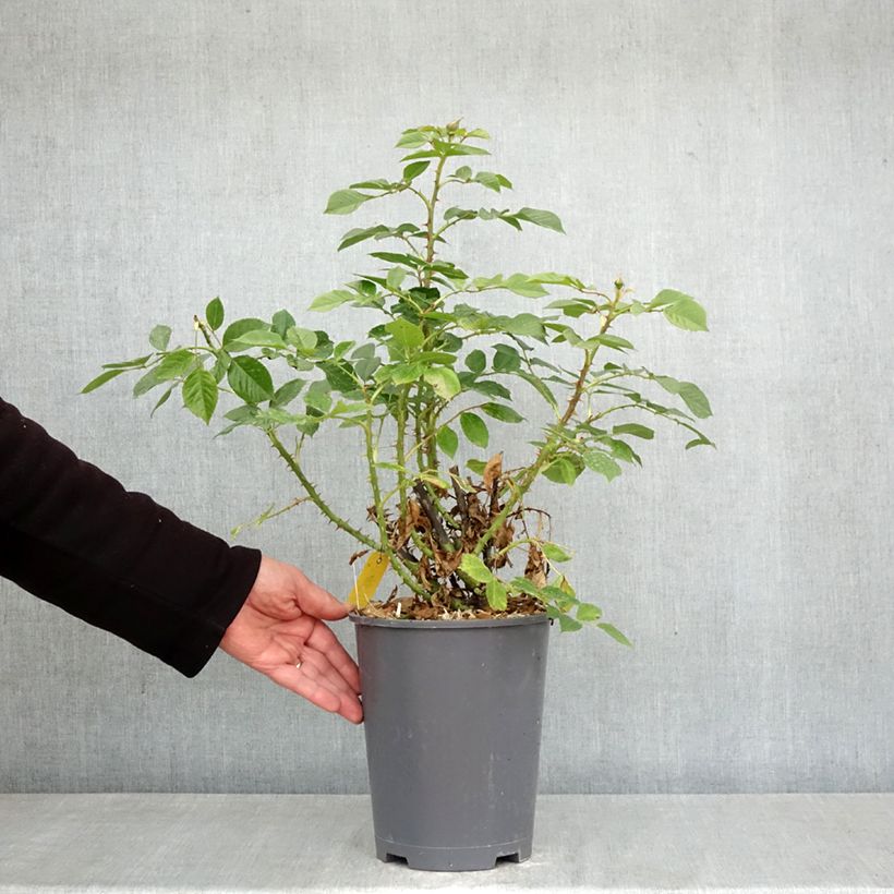 Rosal Disting'O Orange Maceta 4L/5L Ejemplar entregado en la primavera