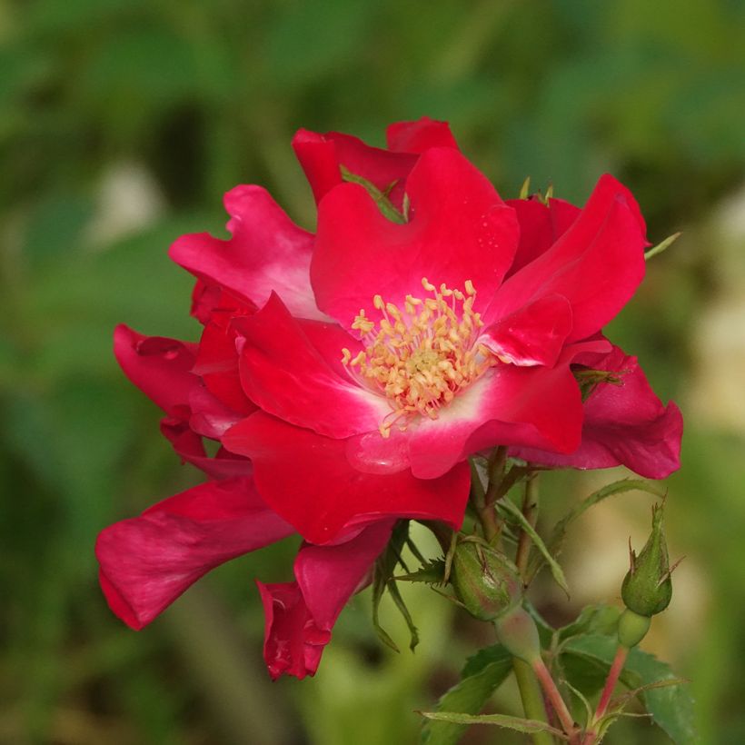 Rosal Dortmund - Rosal trepador (Floración)