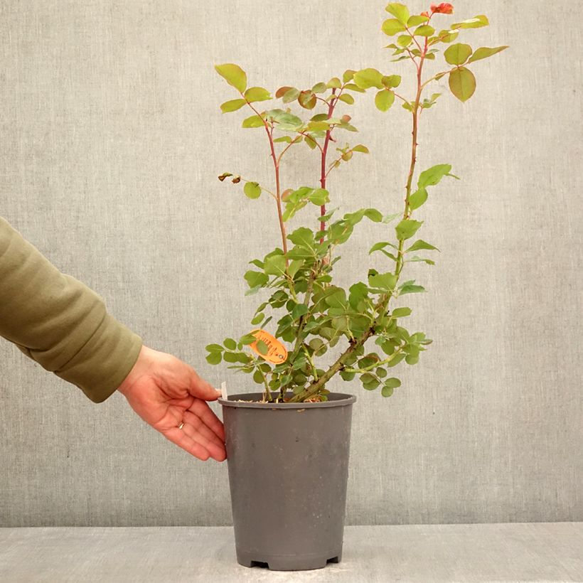 Rosal trepador Edith Piaf Maceta 4L/5L Ejemplar entregado en la primavera