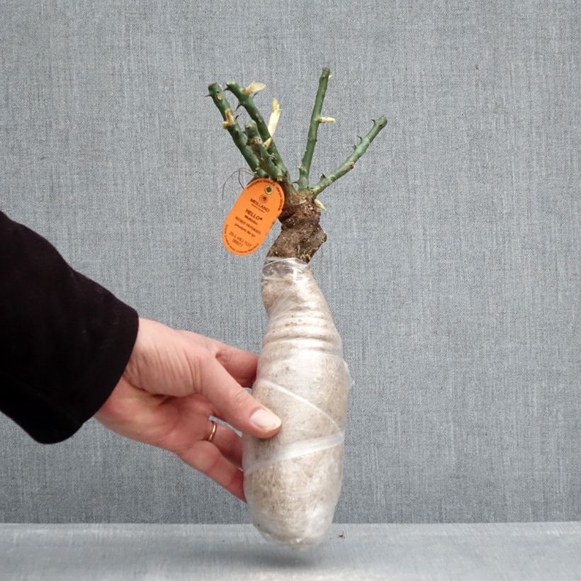 Rosal trepador Edith Piaf Raíz desnuda Ejemplar entregado en invierno