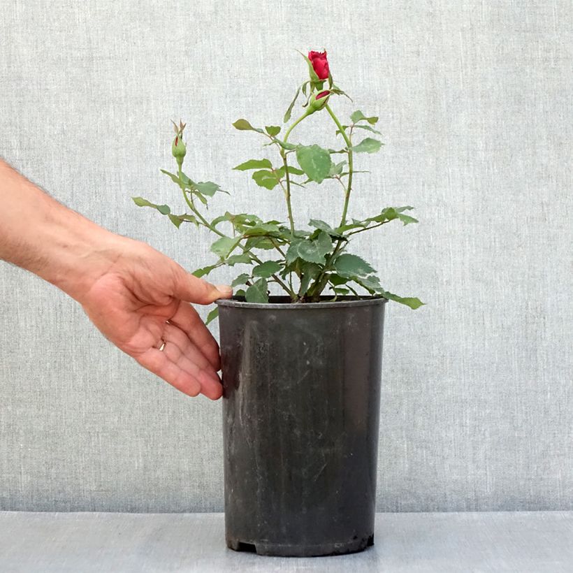 Ejemplar de Rosal Etoile de Hollande - Rosal trepador Maceta 4L/5L entregado en verano