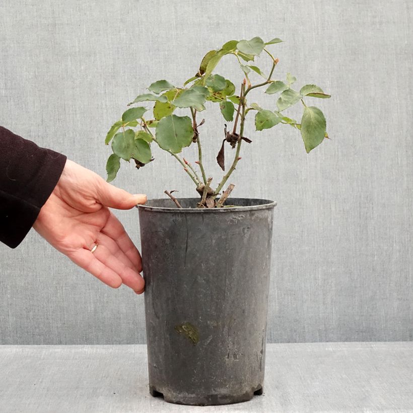 Rosal Etoile de Hollande - Rosal trepador Maceta 4L/5L Ejemplar entregado en invierno