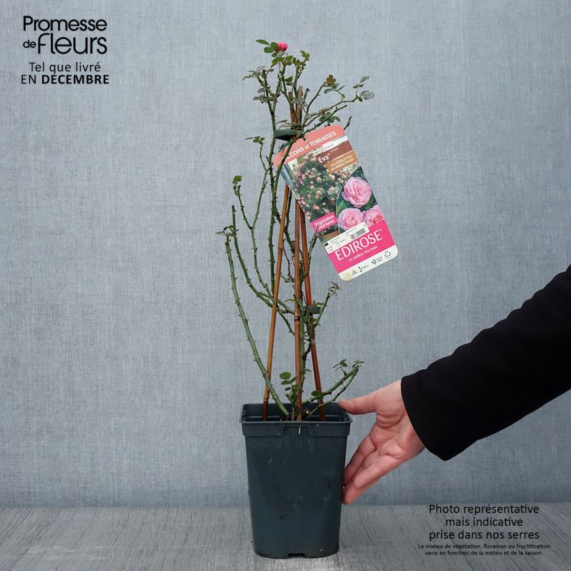 Ejemplar de Rosal Starlet Rose Eva - Rosal trepador Maceta 4L/5L entregado en otoño