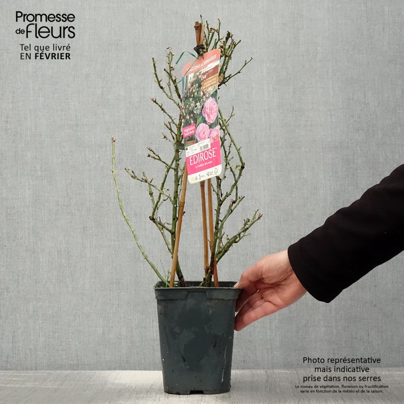 Rosal Starlet Rose Eva - Rosal trepador Maceta 4L/5L Ejemplar entregado en invierno