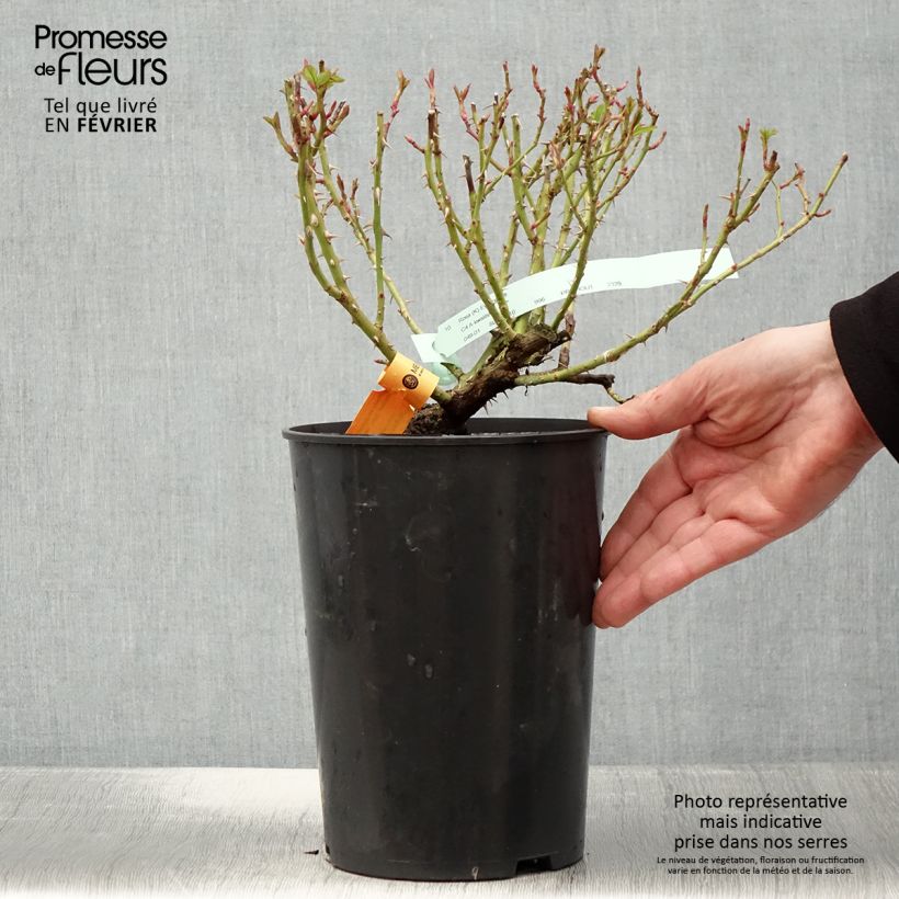 Rosal Eyeconic - Rosal trepador Maceta 4L/5L Ejemplar entregado en invierno