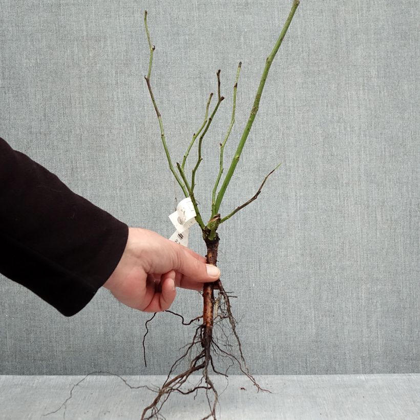 Rosal Climbing Iceberg - Rosal trepador Raíces desnudas Ejemplar entregado en invierno