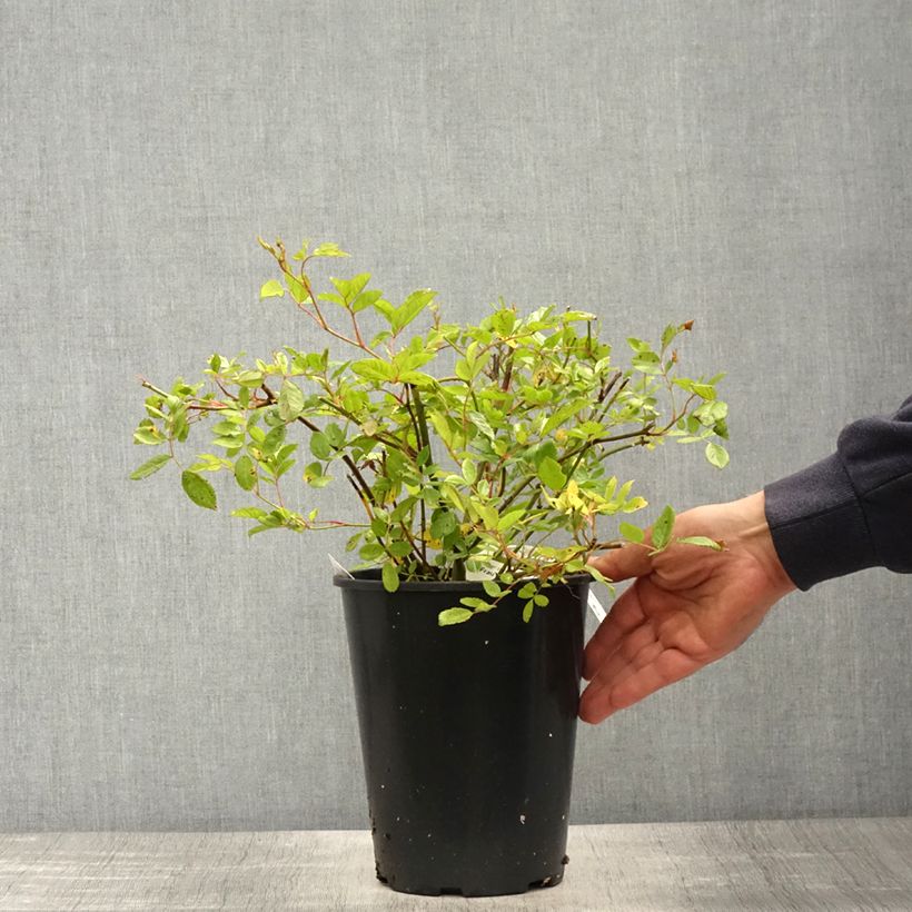 Rosal Frau Eva Schubert - Rosal trepador Maceta 4L/5L Ejemplar entregado en la primavera