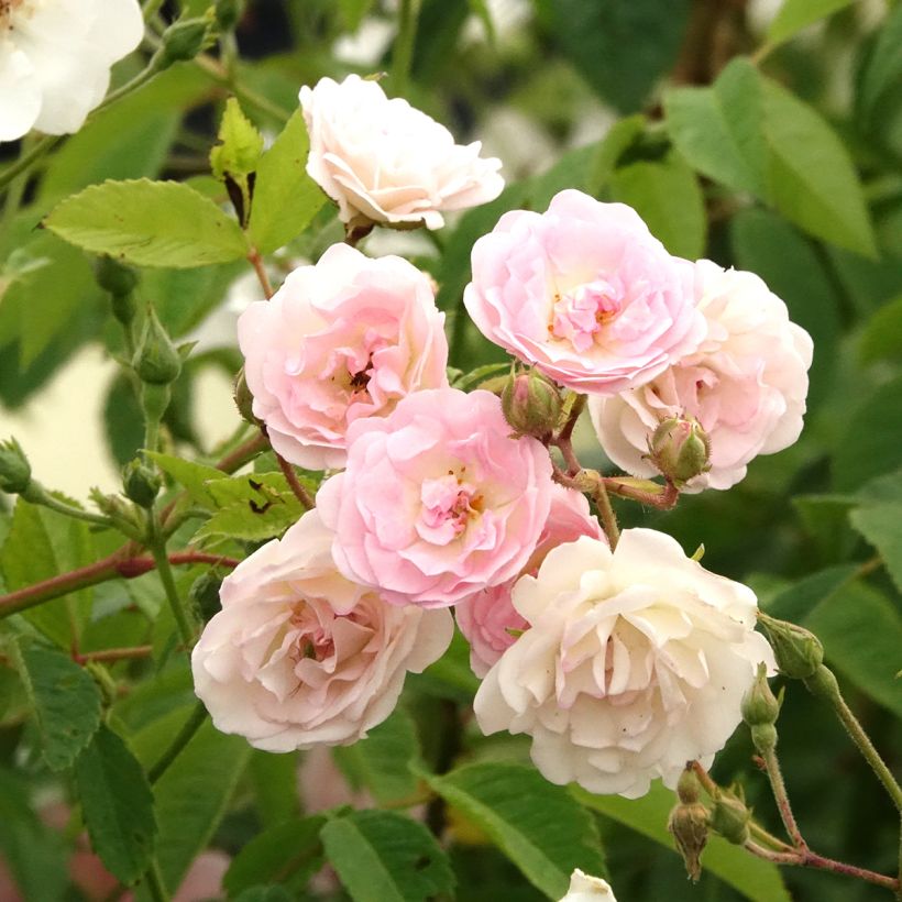 Rosal Frau Eva Schubert - Rosal trepador (Floración)