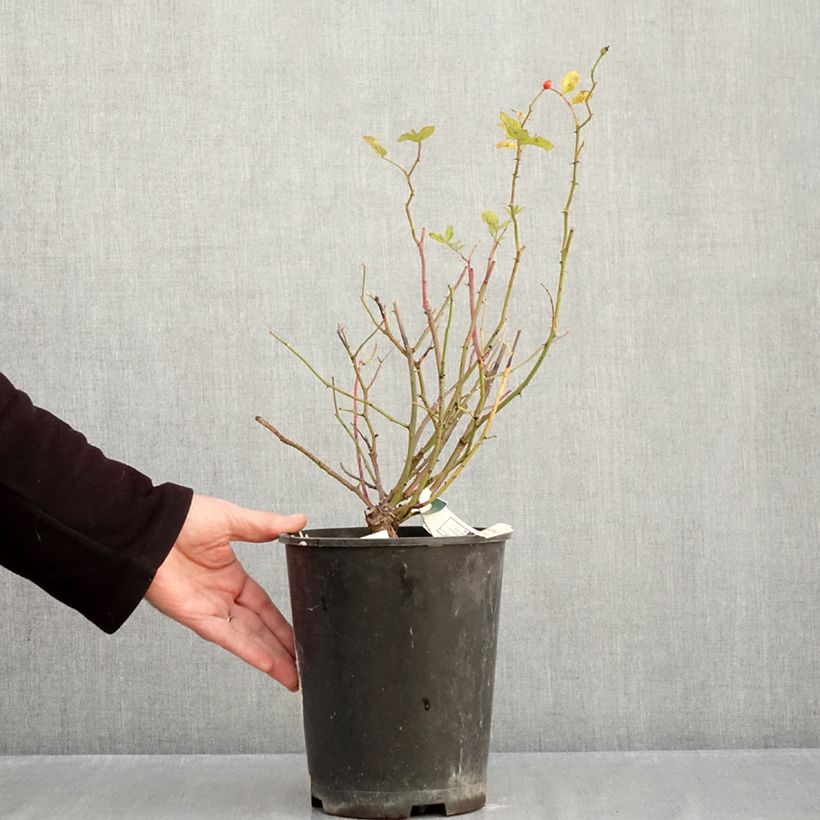Ejemplar de Rosal Frau Eva Schubert - Rosal trepador Maceta 4L/5L entregado en otoño