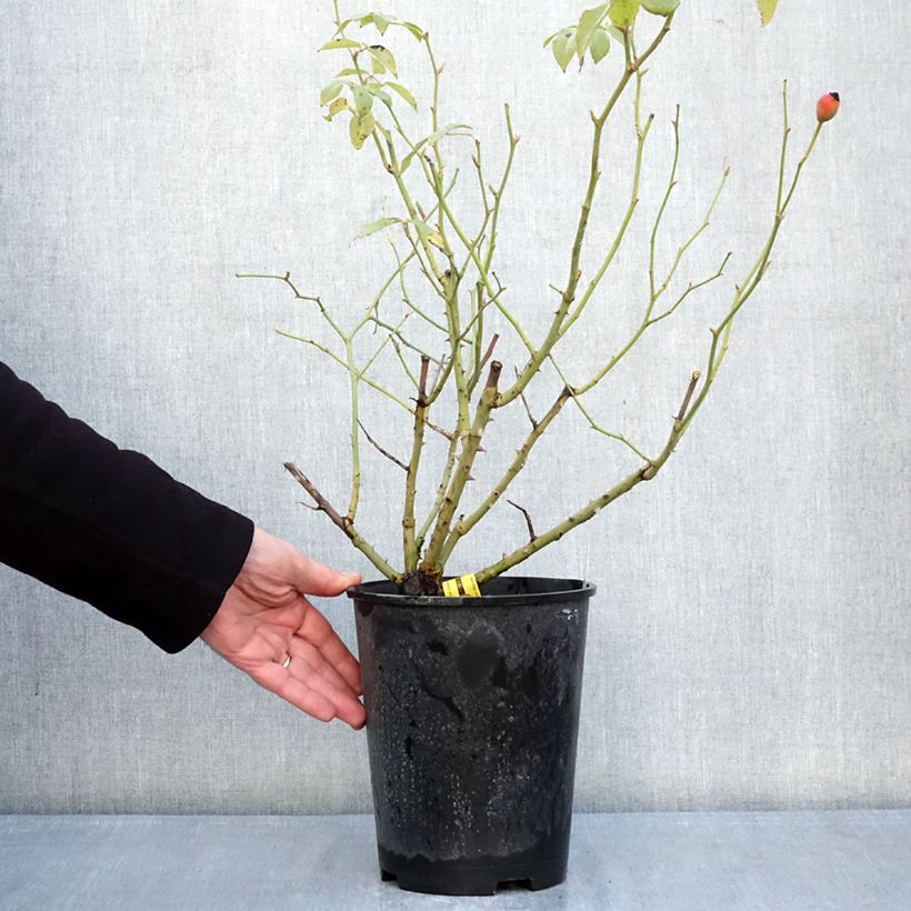 Rosal Fregate - Rosal trepador Maceta 4L/5L Ejemplar entregado en invierno