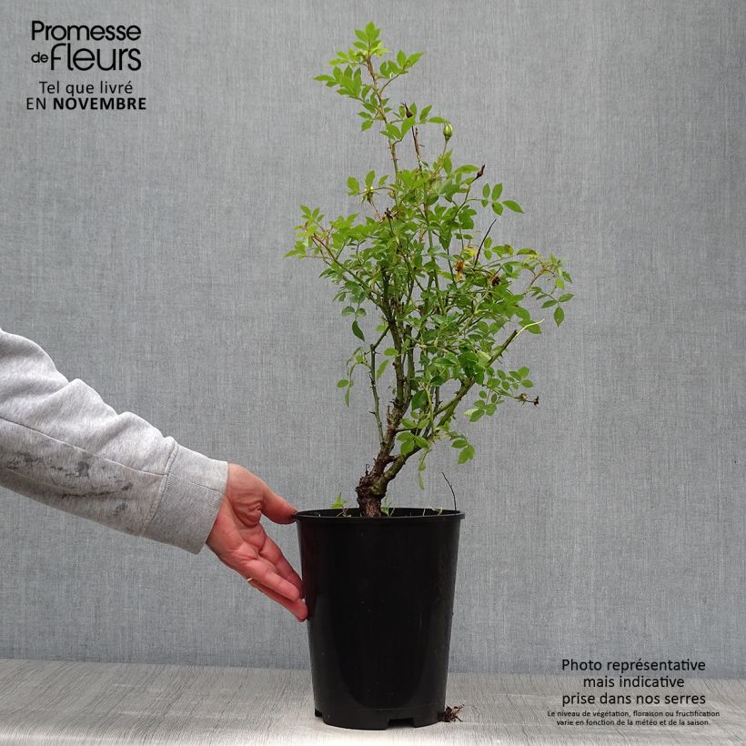 Ejemplar de Rosal Golden Age - Rosal trepador Maceta 4L/5L entregado en otoño