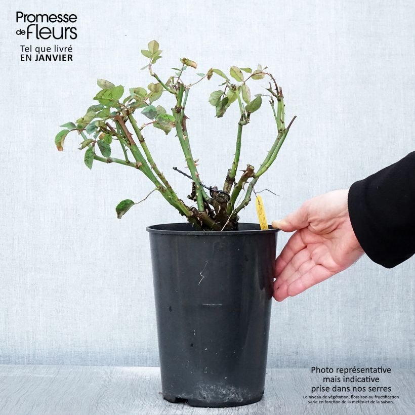 Rosal Golden Gate - Rosal trepador Maceta 4L/5L Ejemplar entregado en invierno