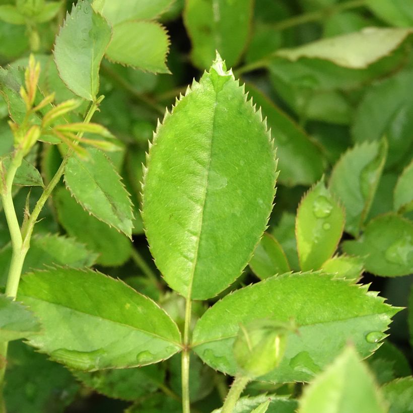 Rosal Golden Pareo Meipiyou - Rosal trepador (Follaje)