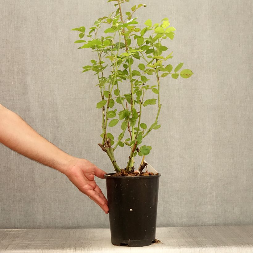 Ejemplar de Rosal Golden Pareo Meipiyou - Rosal trepador Maceta 4L/5L entregado en verano