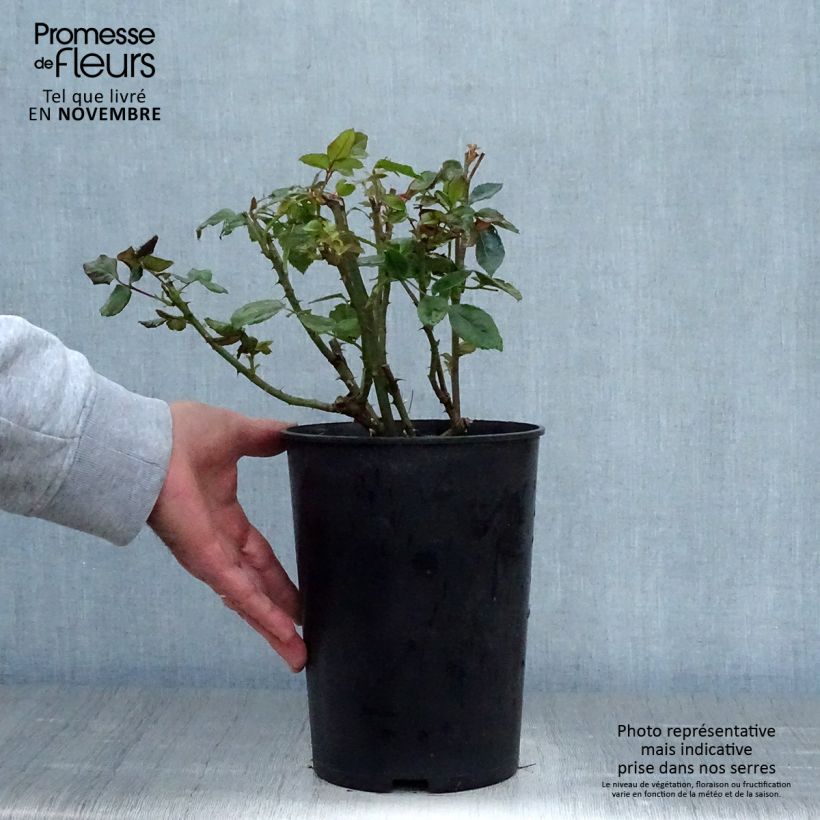 Ejemplar de Rosal Goldfassade - Rosal trepador Maceta 4L/5L entregado en otoño