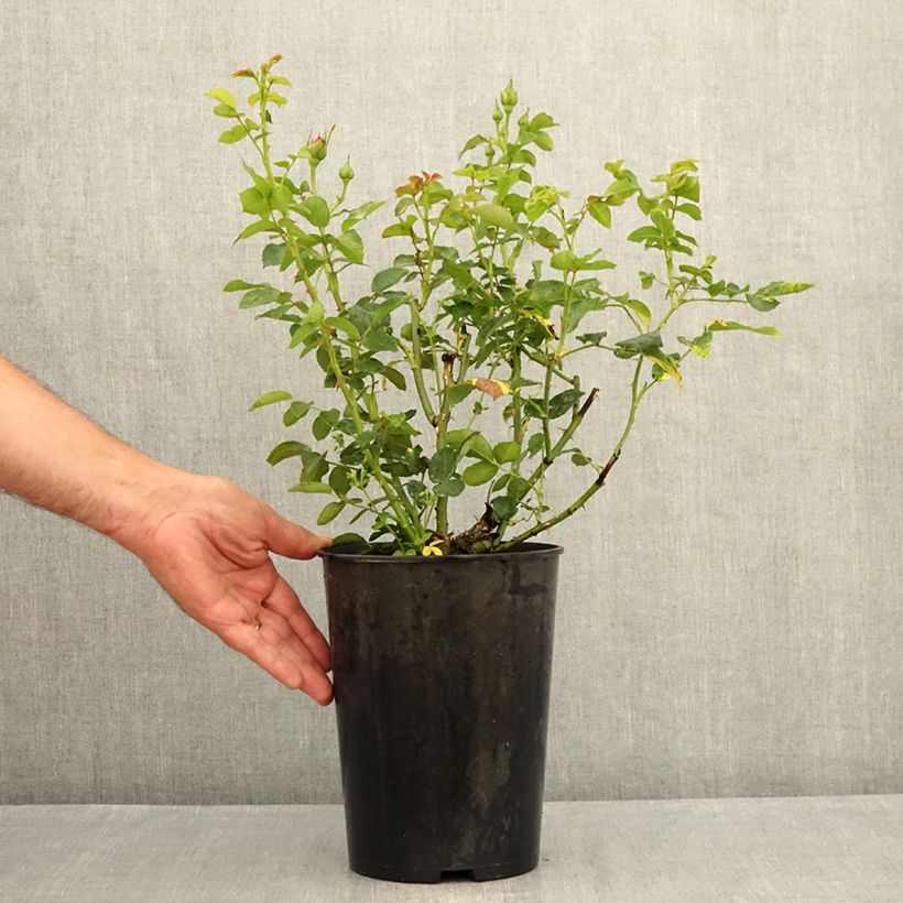 Ejemplar de Rosal Goldfassade - Rosal trepador Maceta 4L/5L entregado en verano