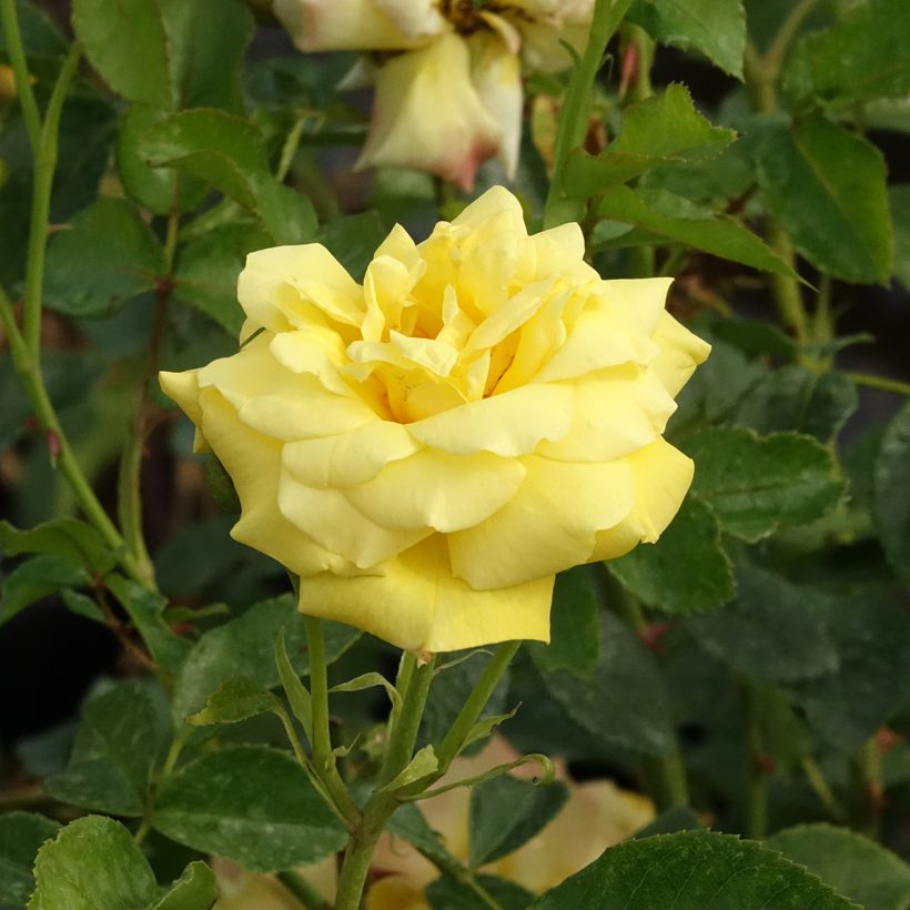 Rosal Goldfassade - Rosal trepador (Floración)