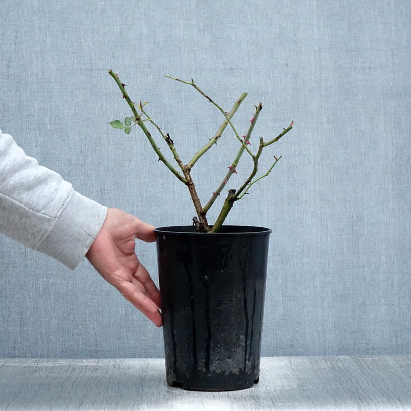 Ejemplar de Rosal Guinée - Rosal trepador Maceta 4L/5L entregado en otoño