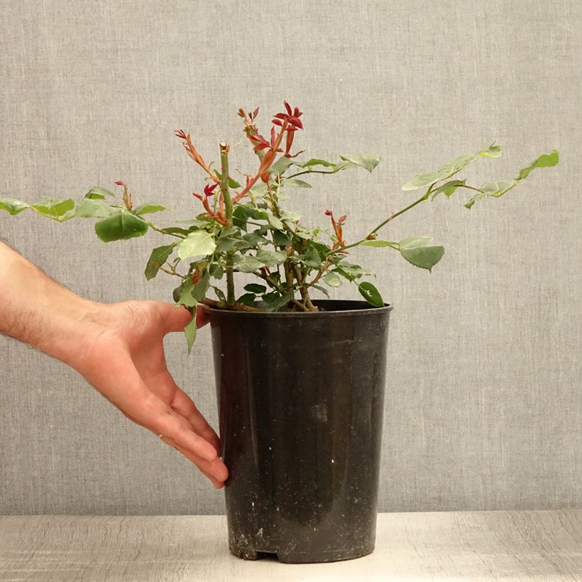 Ejemplar de Rosier grimpant Guinée Pot de 4L/5L entregado en verano