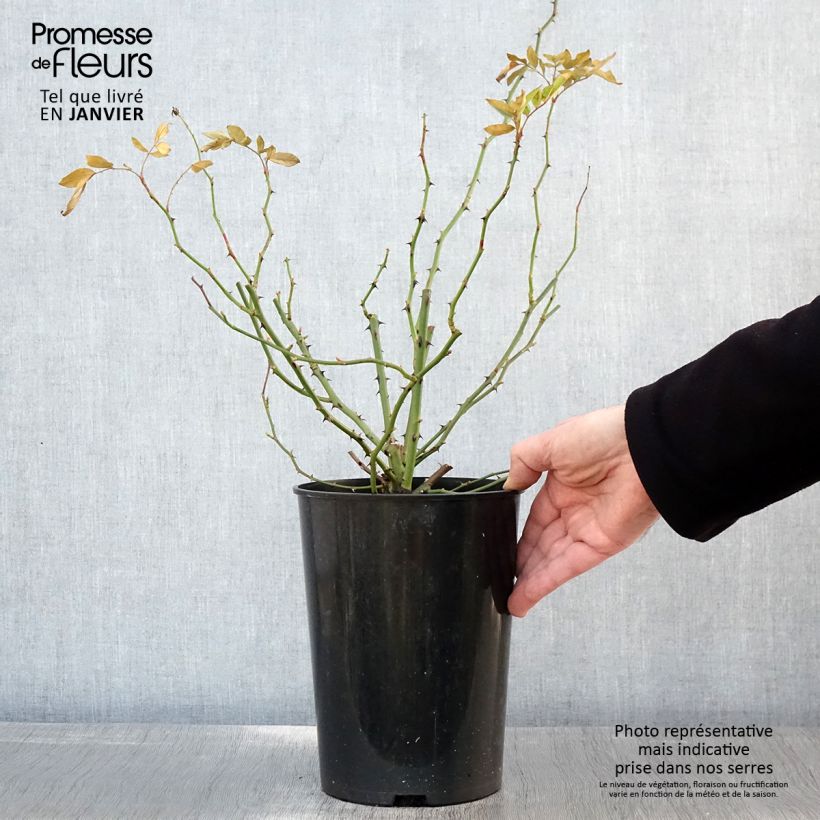 Rosal Guirlande d'Amour - Rosal trepador Maceta 4L/5L Ejemplar entregado en invierno