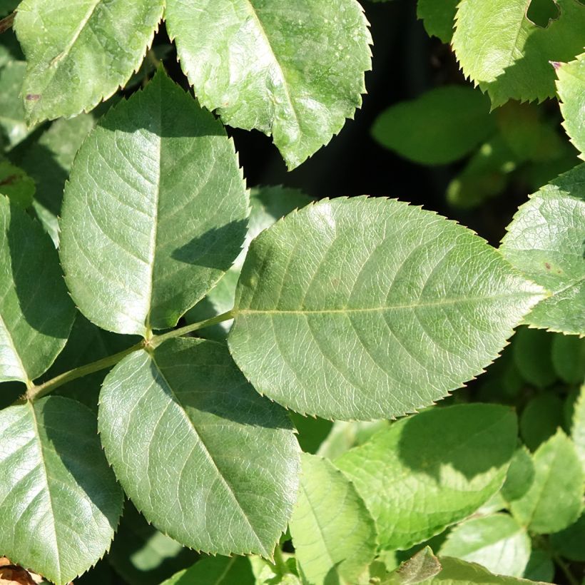 Rosal Happiness - Rosal trepador (Follaje)