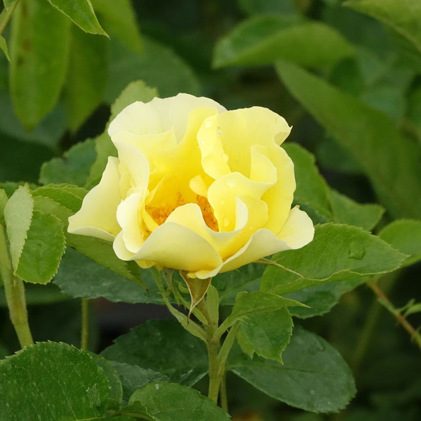 Rosal Happiness - Rosal trepador (Floración)