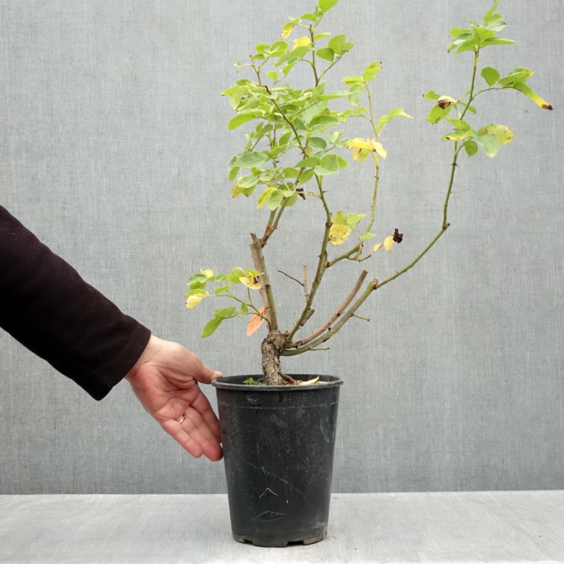 Ejemplar de Rosal Happiness - Rosal trepador Maceta 4L/5L entregado en otoño