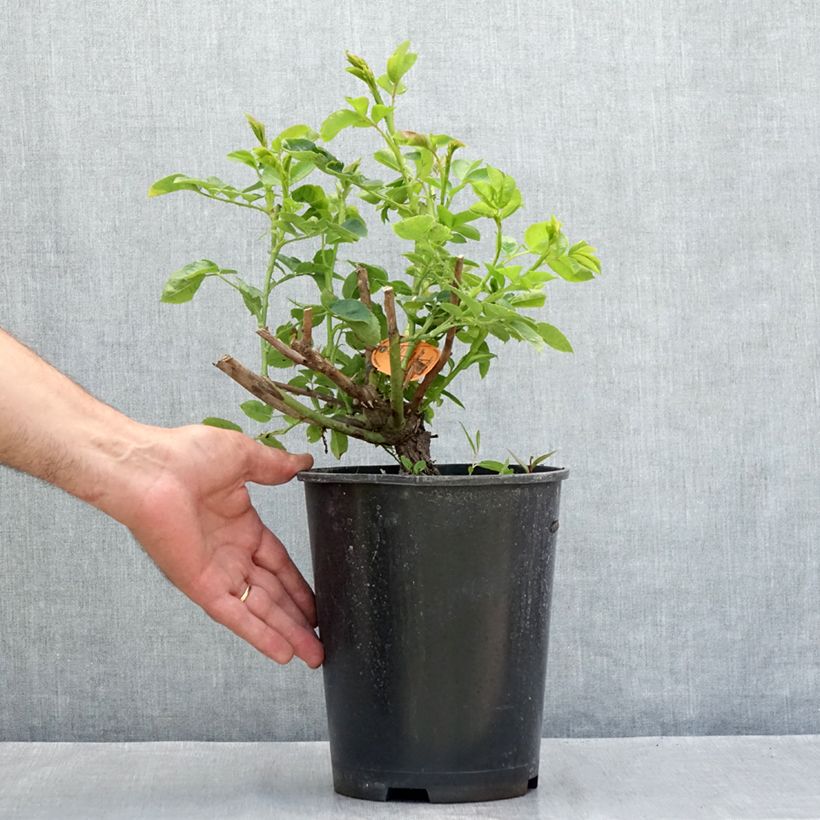 Ejemplar de Rosal Happiness - Rosal trepador Maceta 4L/5L entregado en verano