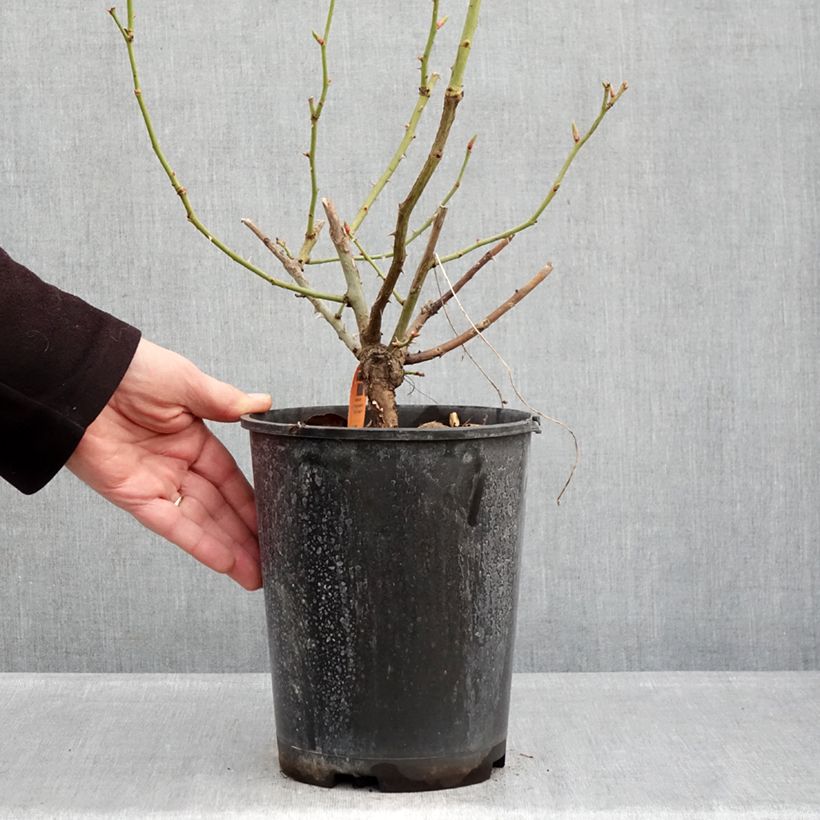 Rosal Happiness - Rosal trepador Maceta 4L/5L Ejemplar entregado en invierno