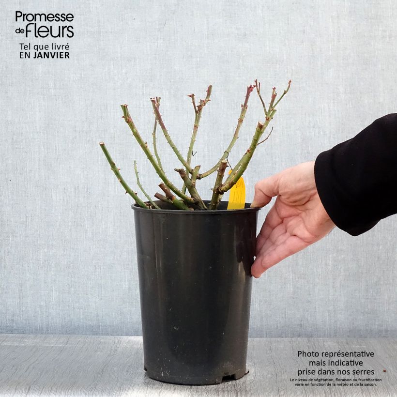 Rosal Jasmina - Rosal trepador Maceta 4L/5L Ejemplar entregado en invierno