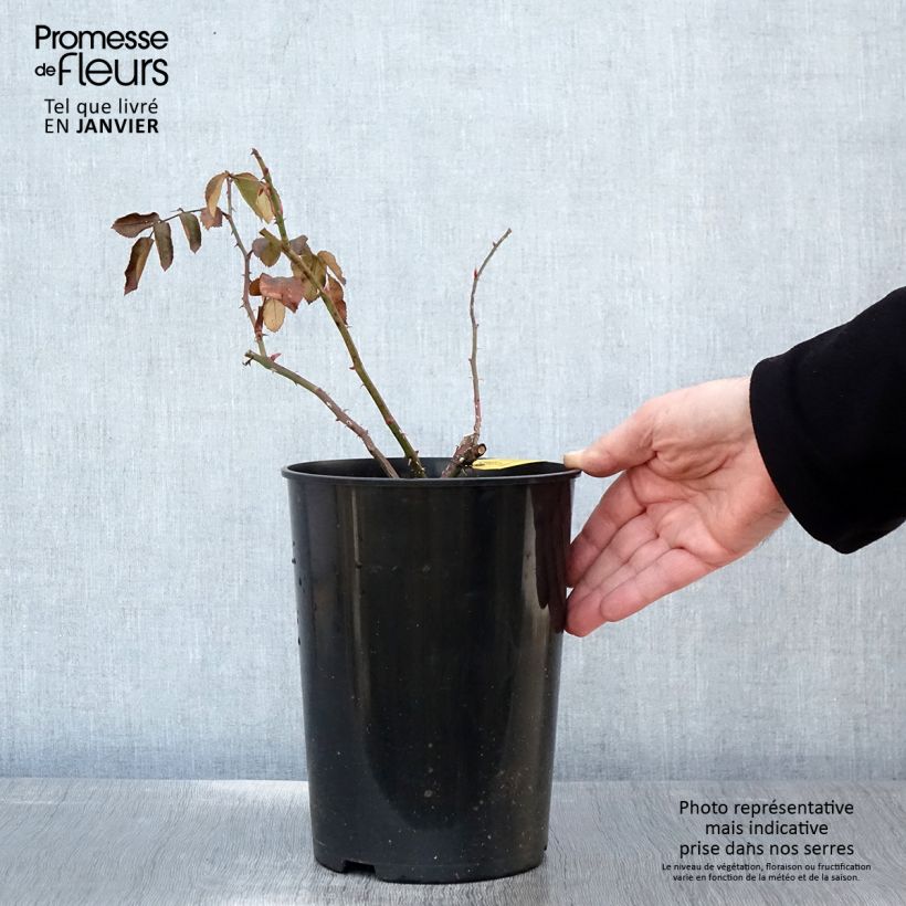 Rosal Laguna - Rosal trepador Maceta 4L/5L Ejemplar entregado en invierno