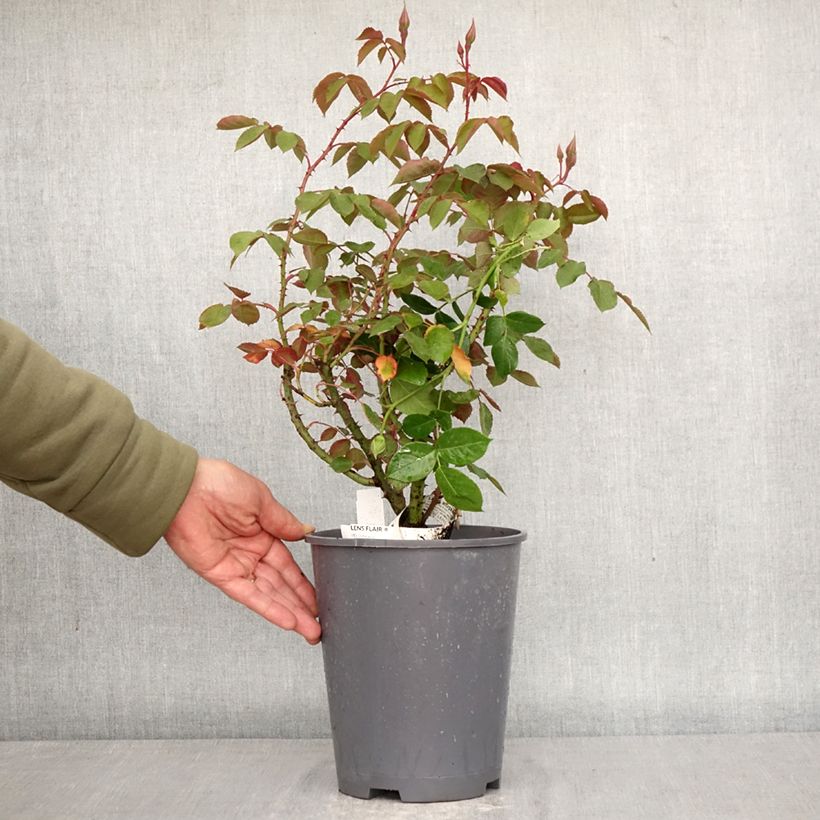 Rosa Lens Flair - Rosal trepador Maceta 4L/5L Ejemplar entregado en la primavera