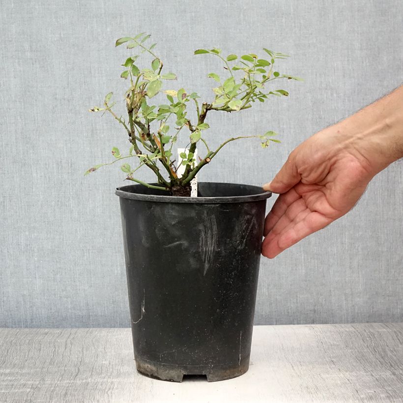 Ejemplar de Rosal Libertas - Rosal trepador Maceta 4L/5L entregado en verano
