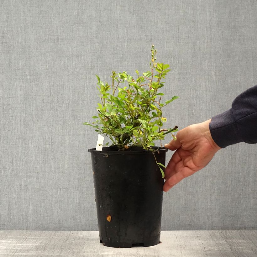 Rosal Libertas - Rosal trepador Maceta 4L/5L Ejemplar entregado en la primavera